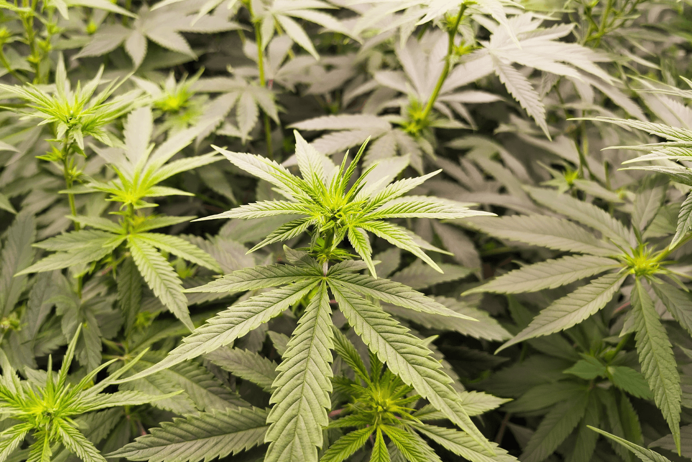 Cannabis
